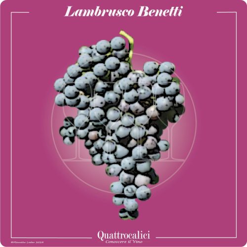 Il vitigno lambrusco benetti