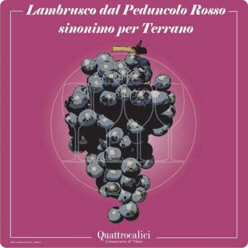 Vitigno  Lambrusco dal peduncolo rosso
