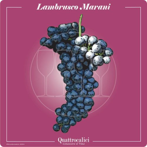 Vitigno  Lambrusco Marani