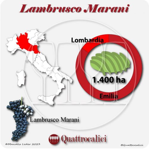 Il Vitigno Lambrusco Marani e la sua coltivazione in Italia