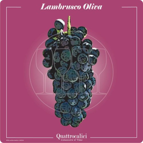 Vitigno  Lambrusco Oliva