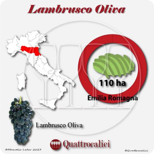Il Vitigno Lambrusco Oliva e la sua coltivazione in Italia