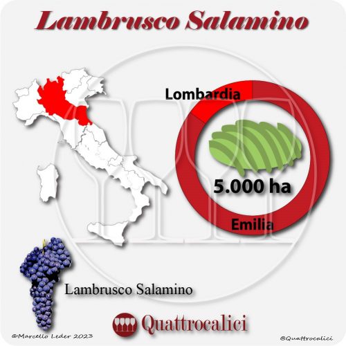 Il Vitigno Lambrusco Salamino e la sua coltivazione in Italia
