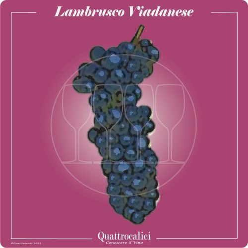 Vitigno  Lambrusco Viadanese