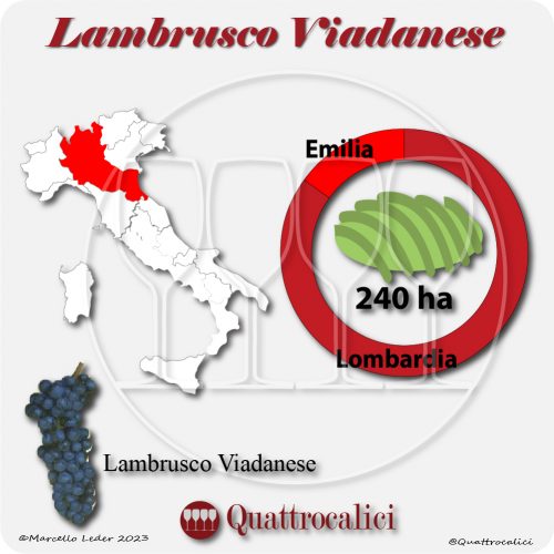 Il Vitigno Lambrusco Viadanese e la sua coltivazione in Italia