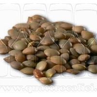 Lenticchia di Castelluccio di Norcia IGP