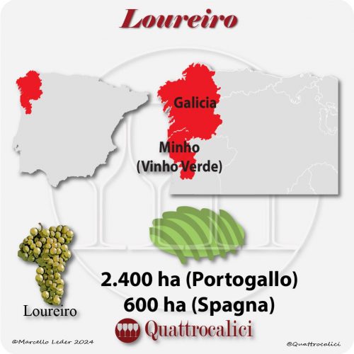 Il vitigno Loureiro in Spagna e Portogallo