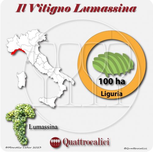 Il Vitigno Lumassina e la sua coltivazione in Italia
