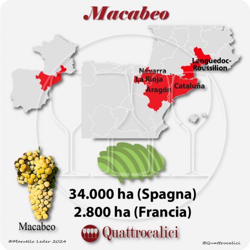 Il vitigno Macabeo in Spagna