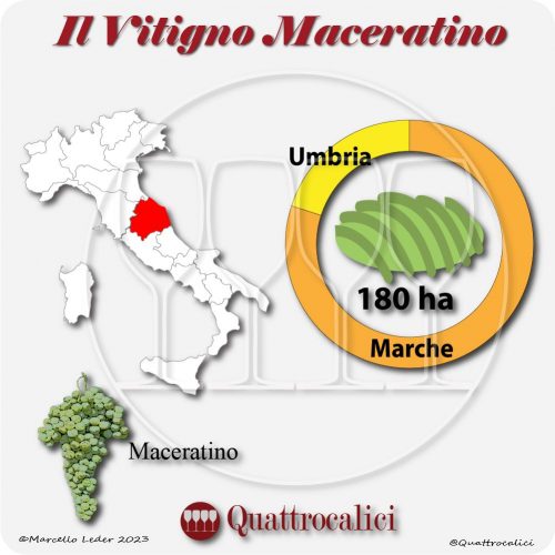 Il Vitigno Maceratino e la sua coltivazione in Italia