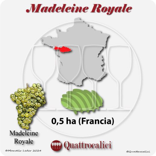Il vitigno Madeline Royale in Francia