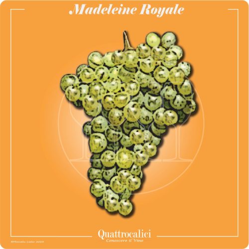 Il vitigno madeleine royale