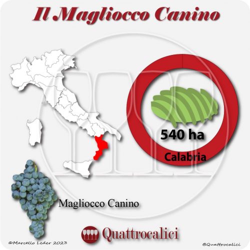 Il Vitigno Magliocco canino e la sua coltivazione in Italia