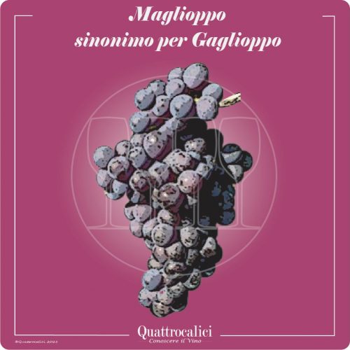 Vitigno  Maglioppo