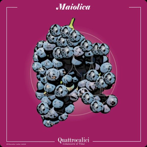 il vitigno maiolica