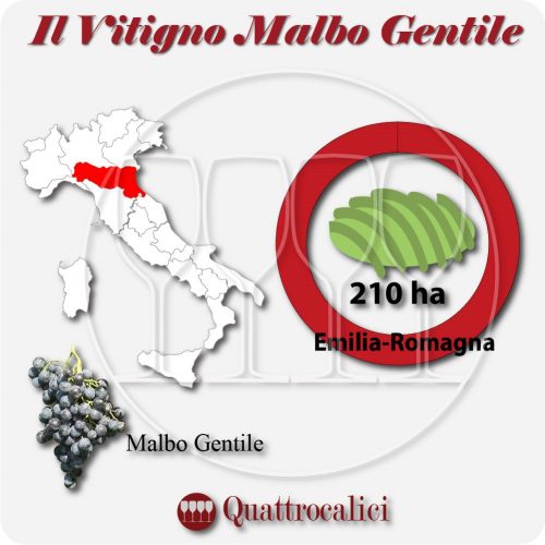 Il Vitigno Malbo gentile e la sua coltivazione in Italia