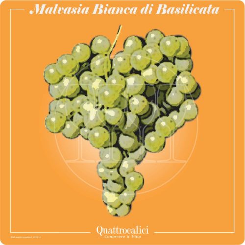 Vitigno  Malvasia bianca di Basilicata