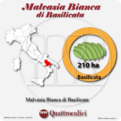 Il Vitigno Malvasia bianca di Basilicata e la sua coltivazione in Italia