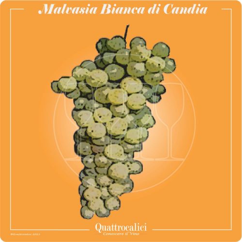 Vitigno  Malvasia bianca di Candia