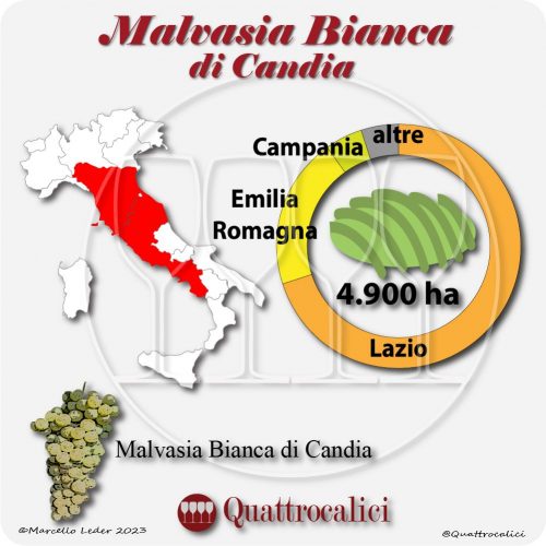 Il Vitigno Malvasia bianca di Candia e la sua coltivazione in Italia