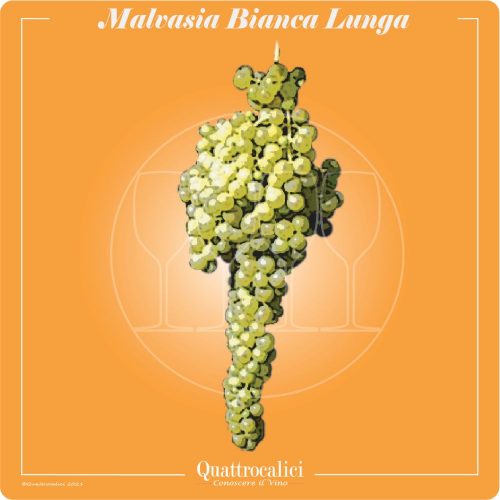 Vitigno  Malvasia bianca lunga