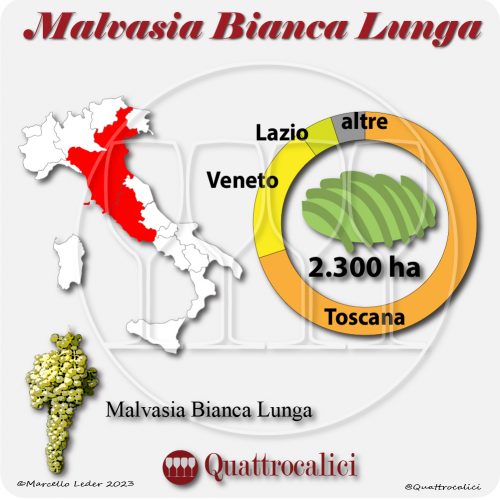 Il Vitigno Malvasia bianca lunga e la sua coltivazione in Italia