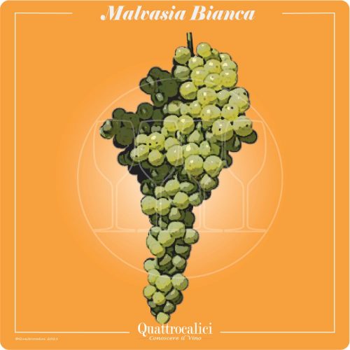 Vitigno  Malvasia bianca