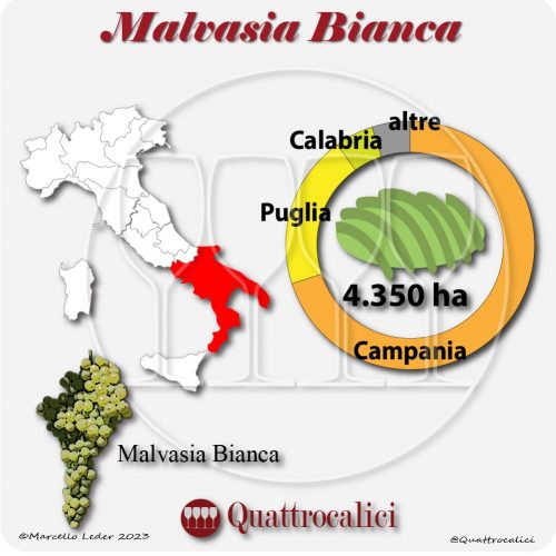 Il Vitigno Malvasia bianca e la sua coltivazione in Italia