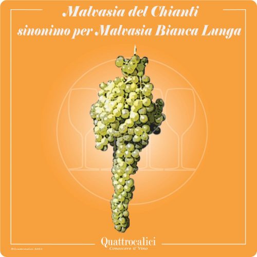 Vitigno  Malvasia del Chianti