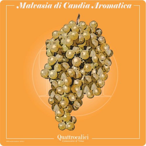 Vitigno  Malvasia di Candia aromatica