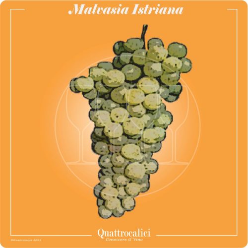 Vitigno  Malvasia Istriana