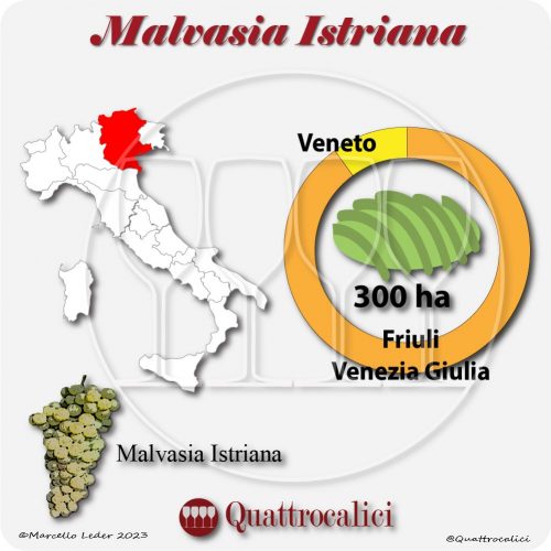Il Vitigno Malvasia Istriana e la sua coltivazione in Italia
