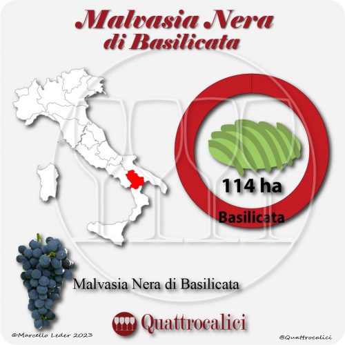 Il Vitigno Malvasia nera di Basilicata e la sua coltivazione in Italia