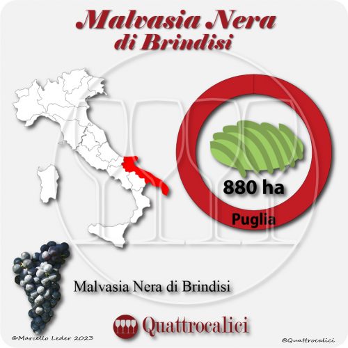 Il Vitigno Malvasia nera di Brindisi e la sua coltivazione in Italia