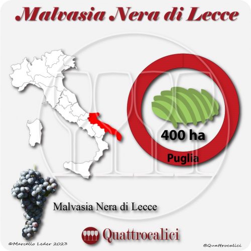 Il Vitigno Malvasia nera di Lecce e la sua coltivazione in Italia