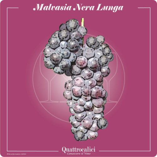 Vitigno  Malvasia nera lunga