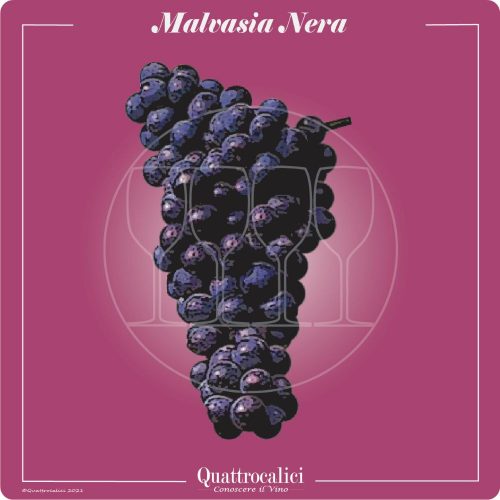 Vitigno  Malvasia nera