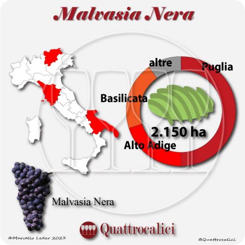 Il Vitigno Malvasia nera e la sua coltivazione in Italia