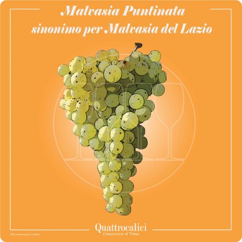 Vitigno  Malvasia puntinata