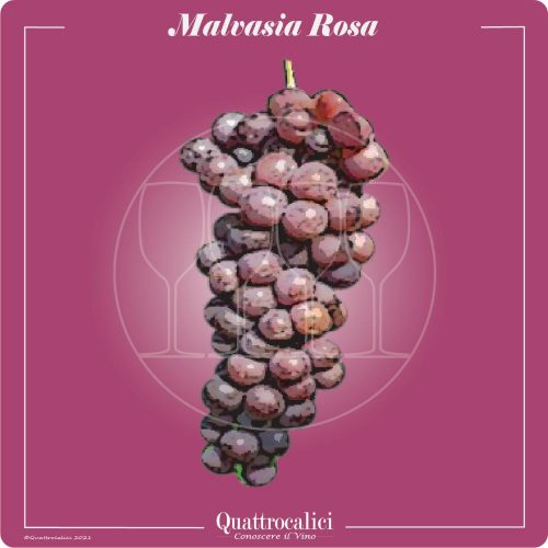 Vitigno  Malvasia rosa