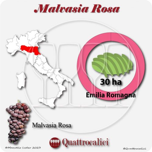 Il Vitigno Malvasia rosa e la sua coltivazione in Italia