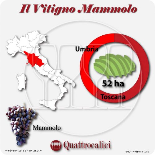 Il Vitigno Mammolo e la sua coltivazione in Italia