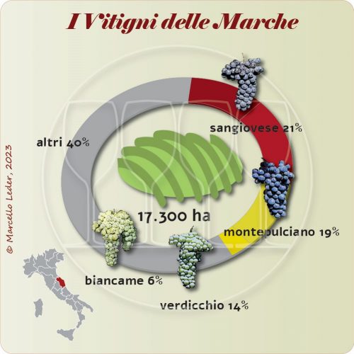 I Vitigni delle Marche