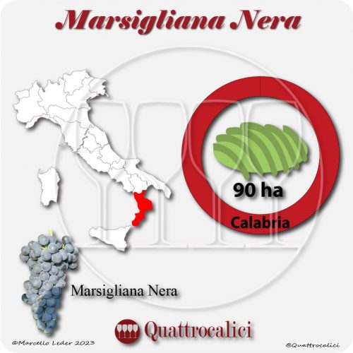Il Vitigno Marsigliana nera e la sua coltivazione in Italia