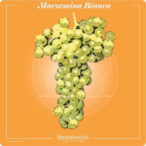 Vitigno Marzemina bianca