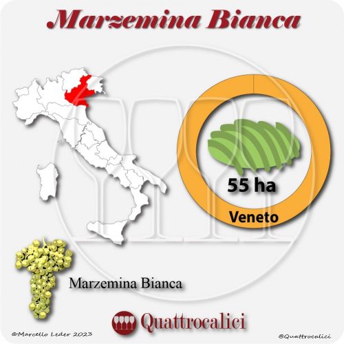 Il Vitigno Marzemina bianca e la sua coltivazione in Italia