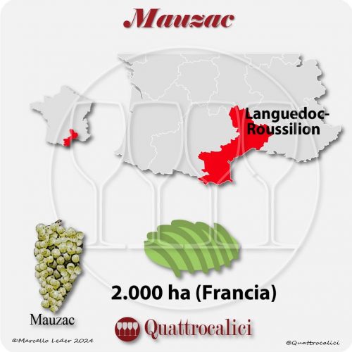 Il vitigno Mauzac in Francia