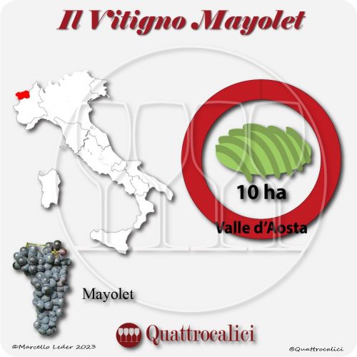 Il Vitigno Mayolet e la sua coltivazione in Italia