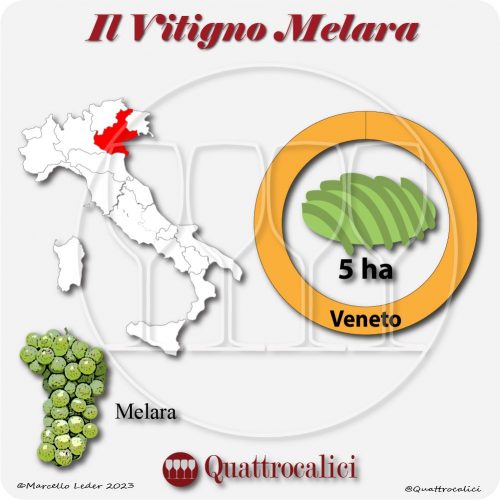 Il Vitigno Melara e la sua coltivazione in Italia