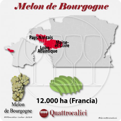 Il vitigno Melon de Bourgogne in Francia